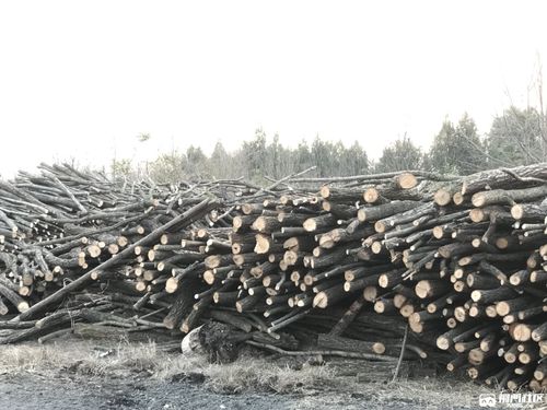 大量收购旧木材 木料 树木